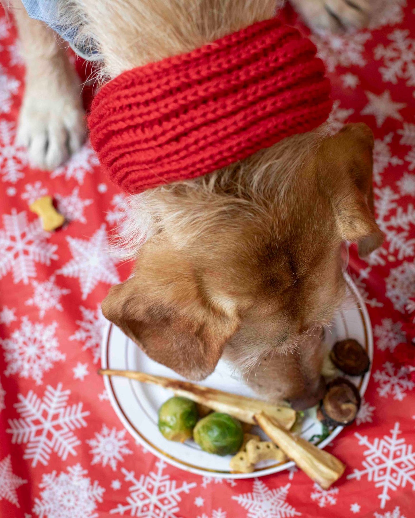 Dog's Christmas Toys, Treats & Dinner