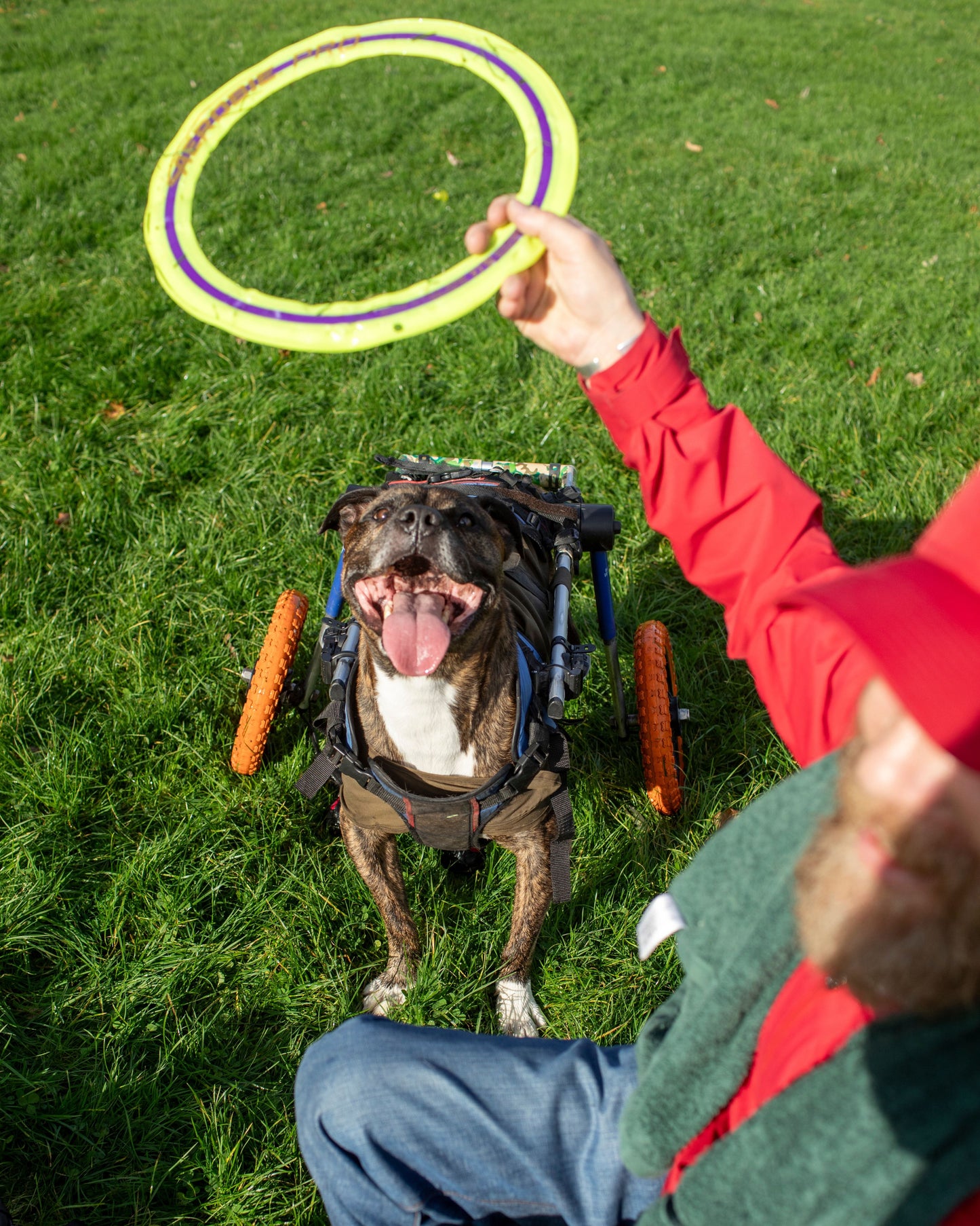 Dog's Christmas Surprise!