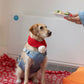 Dog's Christmas Toys, Treats & Dinner