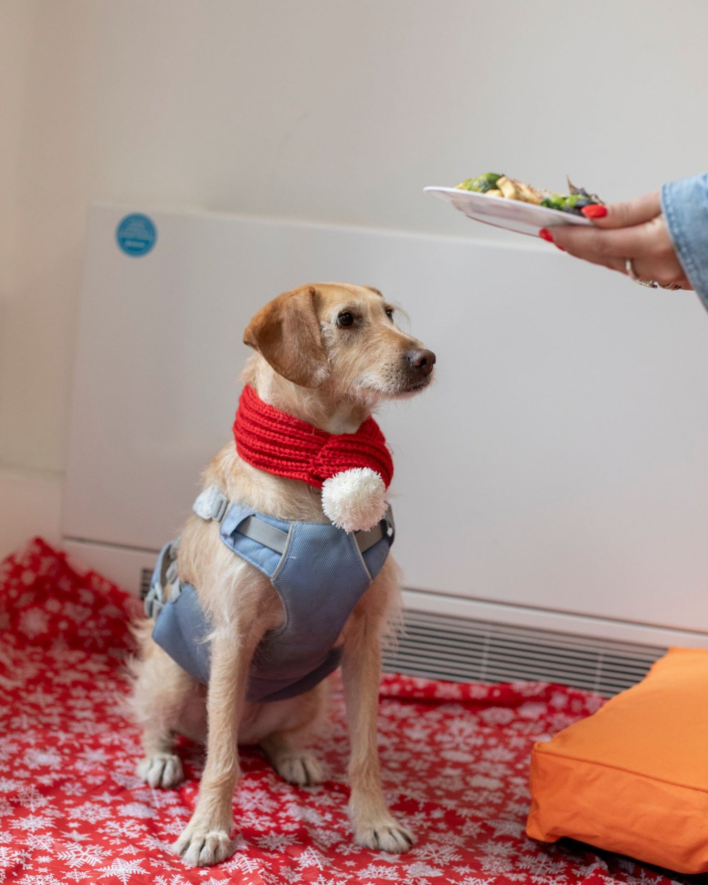 Dog's Christmas Toys, Treats & Dinner