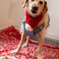 Dog's Christmas Toys, Treats & Dinner