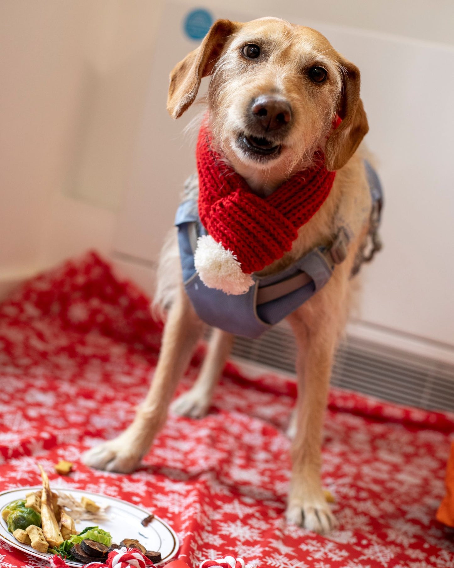 Dog's Christmas Toys, Treats & Dinner