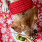 Dog's Christmas Toys, Treats & Dinner