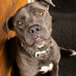 Dog's Christmas Toys, Treats & Dinner