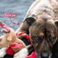 Dog's Gifts & Christmas Dinner (Owner & Dog)