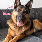 Dog's Gifts & Christmas Dinner (Owner & Dog)