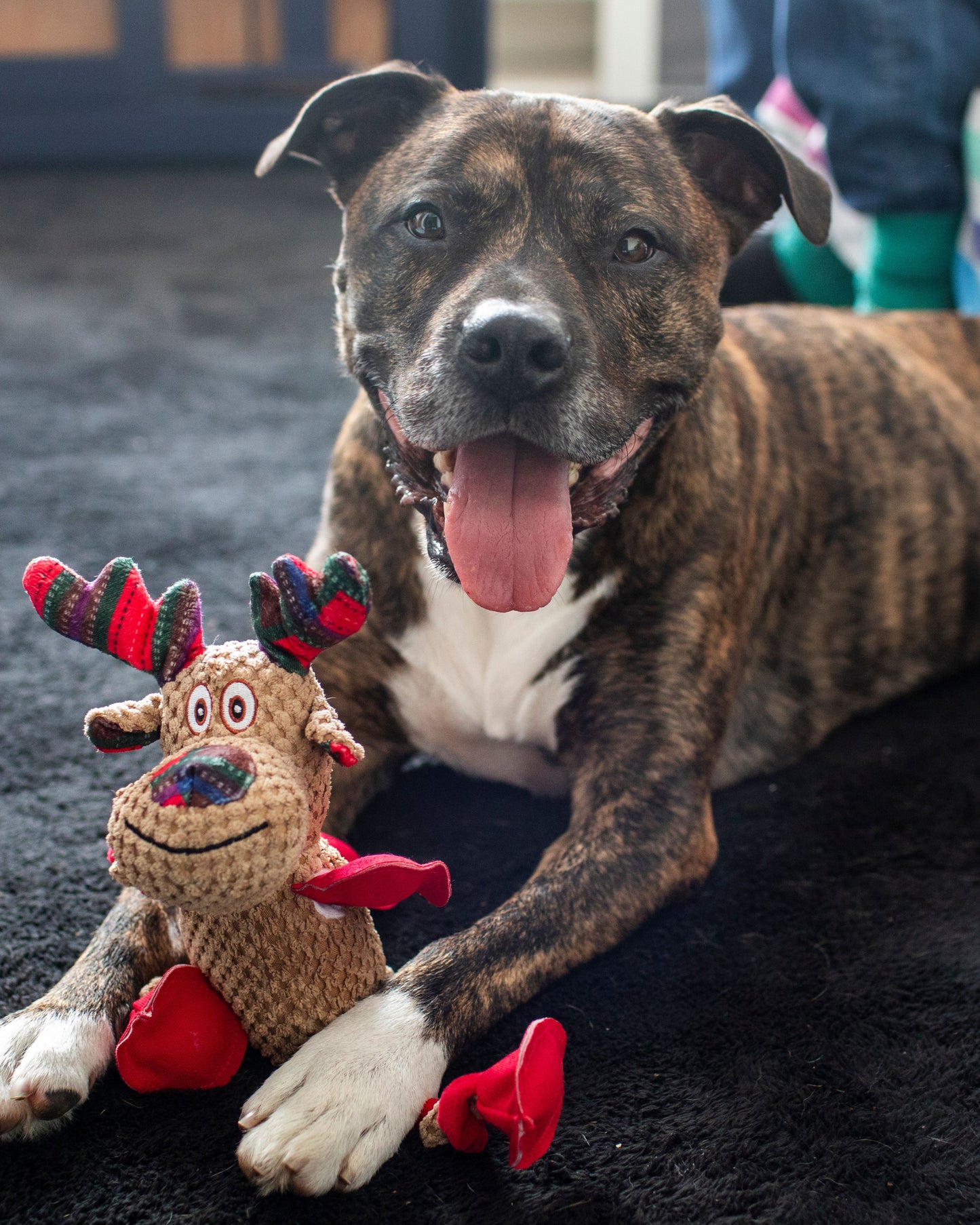 Dog's Christmas Surprise!