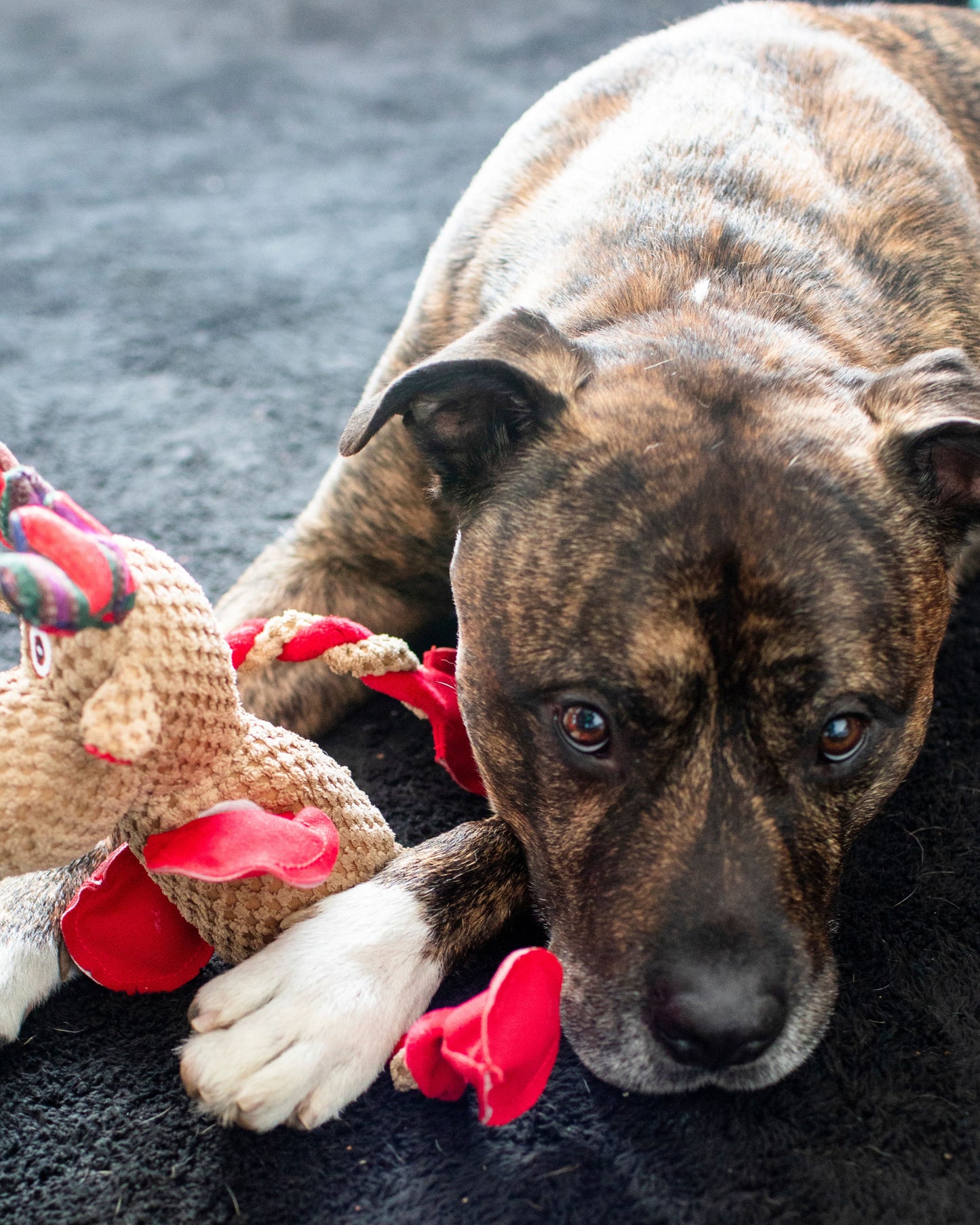 Dog's Christmas Surprise!