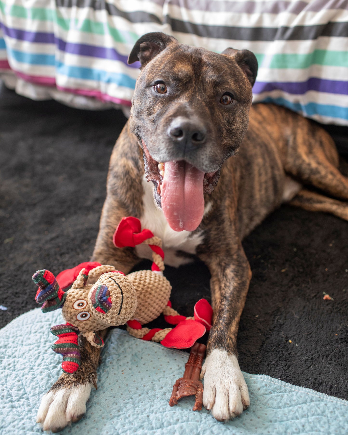 Dog's Christmas Surprise!