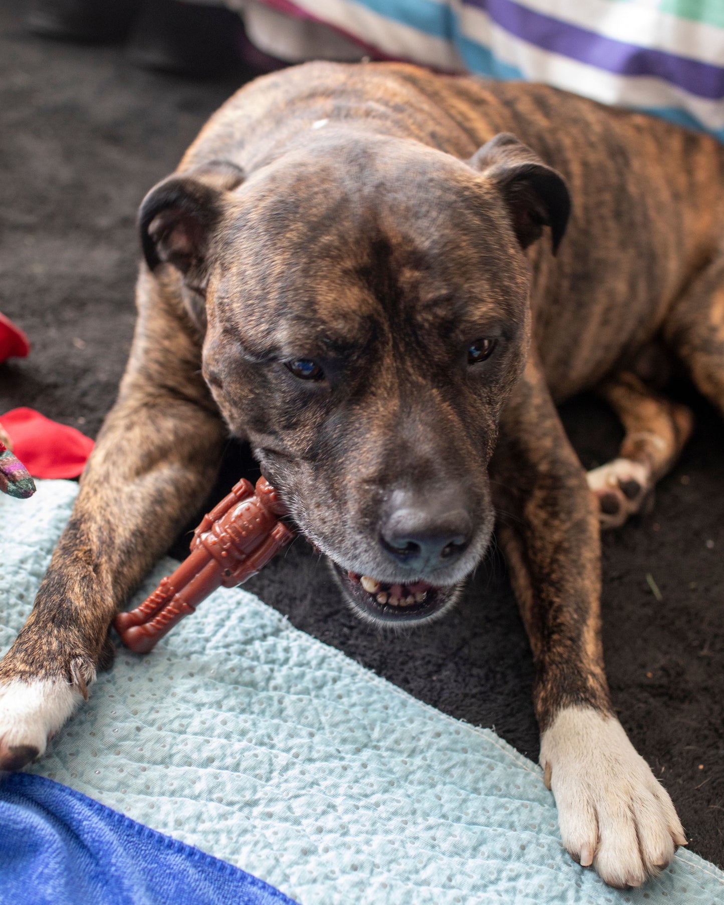 Dog's Christmas Surprise!