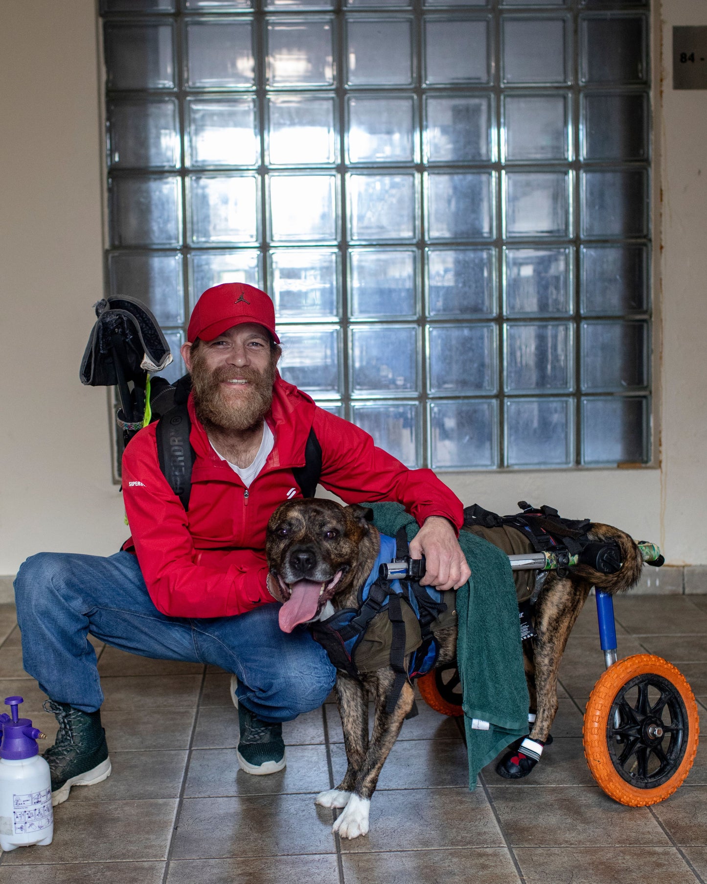 Dog's Christmas Surprise!