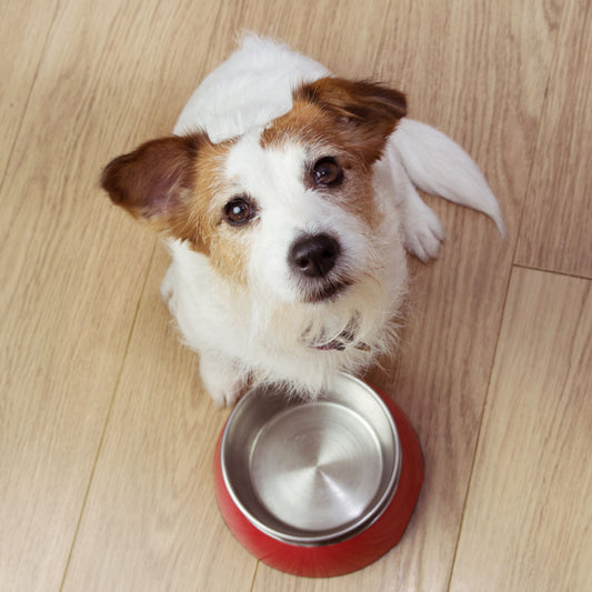 Dog Christmas Dinner