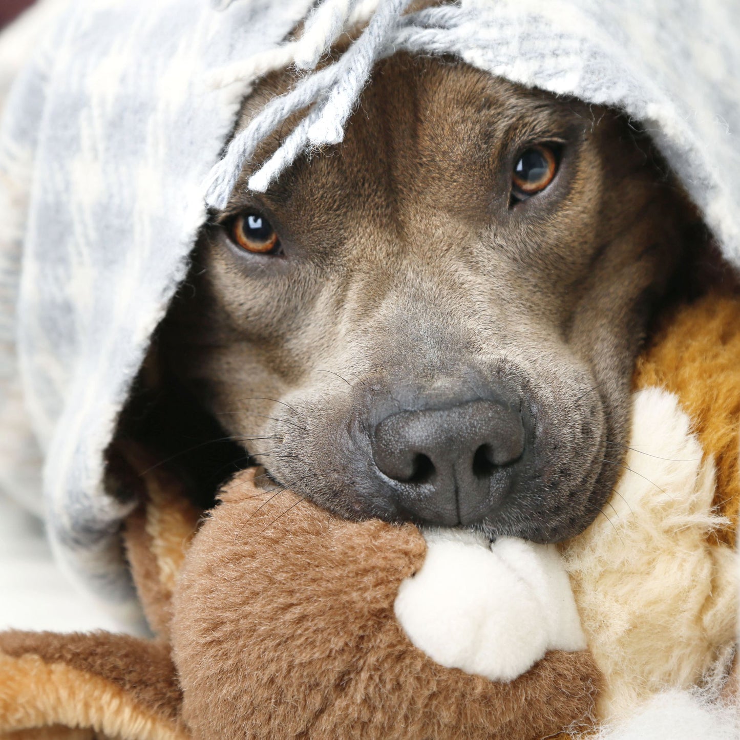 Dog Christmas Gift